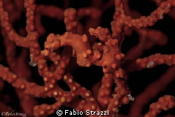 Two Pigmy seahorses
Canon 60d - Macro Canon 100mm
Nauti... by Fabio Strazzi 